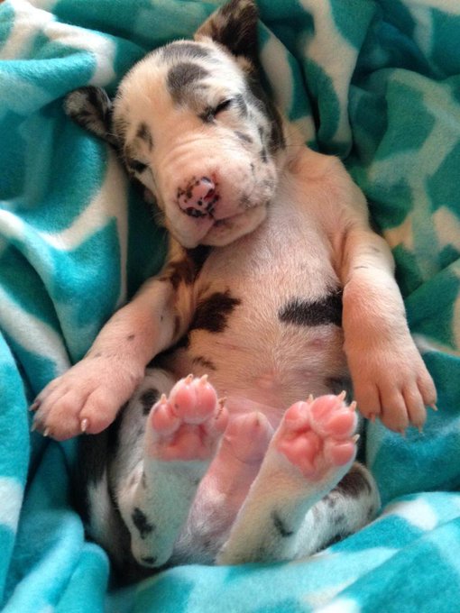 Baloo sleeping... http://t.co/Jcbnlg7B3X<a href="/tag/puppylove"class="tags"><span>#puppylove</span></a><a href="/tag/manofmydreams"class="tags"><span>#manofmydreams</span></a><a href="/tag/baloo"class="tags"><span>#baloo</span></a><a href="/tag/instamagandroid"class="tags"><span>#instamagandroid</span></a>