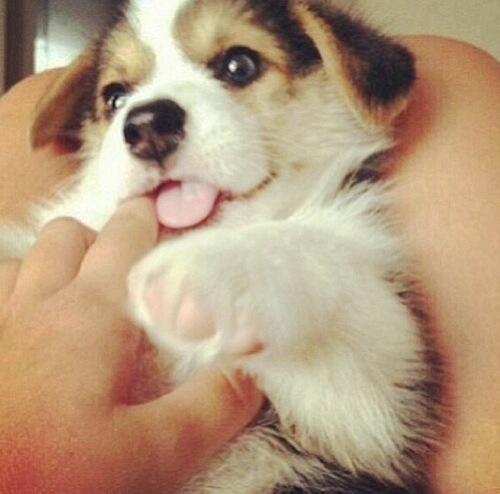 BbAnimalPics's tweet photo. Tickle tickle! .. http://t.co/Ab9SIIUoGO
