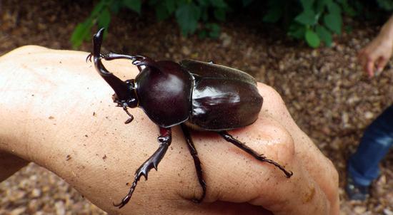 東京ズーネット 公式 昆虫の体は 頭 胸 腹 の3つに分かれていることは知られていますが カブトムシを見ると 胸と腹の境目はどこでしょう そんなの見りゃわかるじゃん とおっしゃる方は次ツイのレントゲン写真をご覧ください 写真は井の頭自然 東京ズーネット 公式 昆虫の体は 頭 胸 腹 の3つに分かれていることは知られていますが カブトムシを見ると 胸と腹の境目はどこでしょう そんなの見りゃわかるじゃん とおっしゃる方は次ツイのレントゲン写真をご覧ください 写真は井の頭自然
