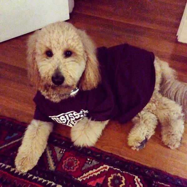 jma161's tweet photo. Better late than never! It worked last time! Happy #maroonfriday from Dan! @CoachDanMullen @stricklinMSU #HailState http://t.co/zHoBdisGnM