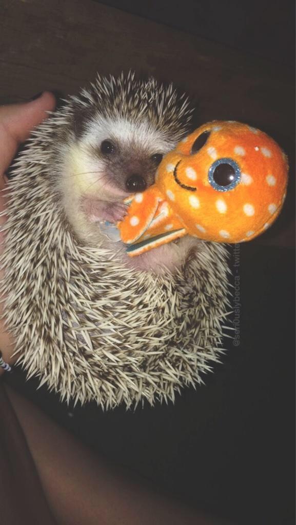 BbAnimalPics's tweet photo. she loves cuddling her octopus 🐙💛 http://t.co/xqlHOrpYuV