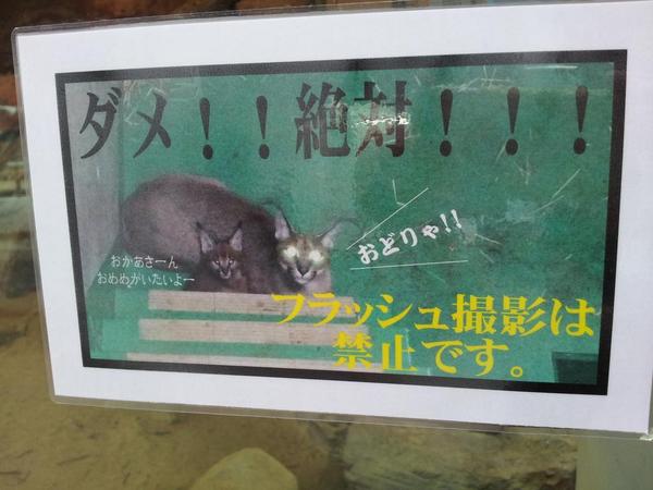 manekinekonyank's tweet photo. おどりゃ！！  #福山市立動物園 http://t.co/eUoyA41ArH