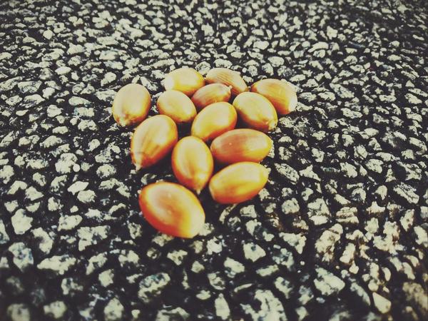 RheyS2's tweet image. 実りの秋、食欲の秋、スポーツの秋