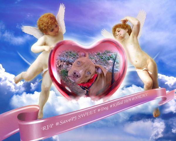 Garfieldmiaows's tweet image. RIP #SaveREINA #SaveHARVEY #SAVEPJ #SaveSANDY 4 SWEET #Dogs #Killed 10/9 @NYCACC
THEY WERE #ADOPTABLE
SO 