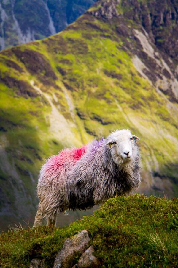 Mark Scowen tweet media