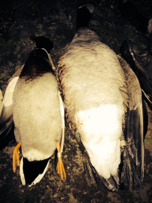 TNP_Productions's tweet photo. Little bling to start the day! #banded #blingbling http://t.co/1NpEhTexGK