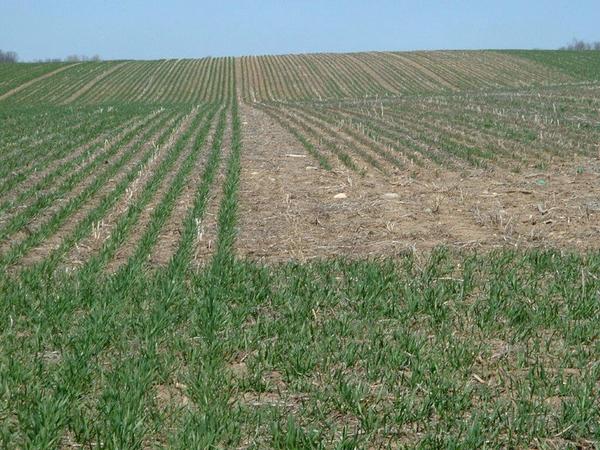 HDCAgronomy's tweet photo. Start the wheat crop off right- include starter fertilizer. Left side had MAP and right side did not. #ontag http://t.co/gZbCh24sI3