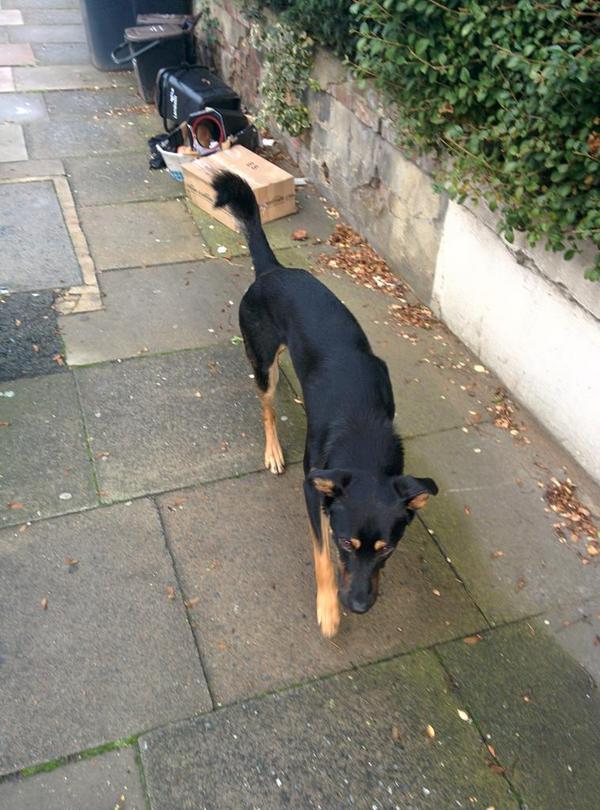 Just passed this dog on my run to Ruskin Park, he is walking down Vaughan road. He looks lost. <a href="/brixtonbuzz/">Brixton Buzz</a> #lostdog