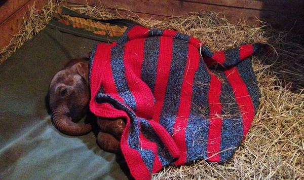 SheldrickTrust's tweet image. Every #elephant orphan deserves a future. Help us make that a reality by fostering today sheldrickwildlifetrust.org/asp/orphans_hi…