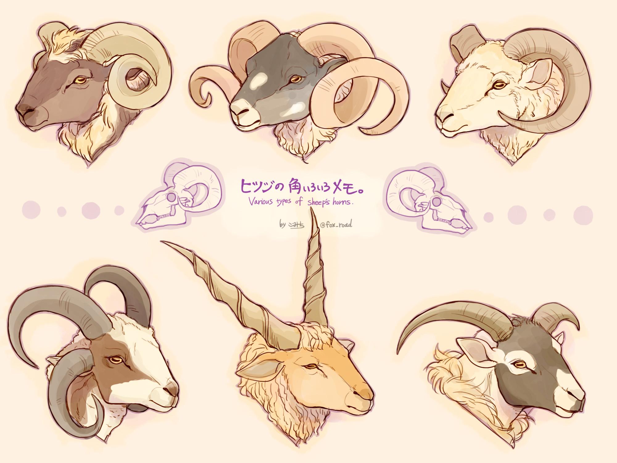 箱舟こみち ヒツジの角いろいろメモ Http T Co Ynlzhdhpc1 Twitter