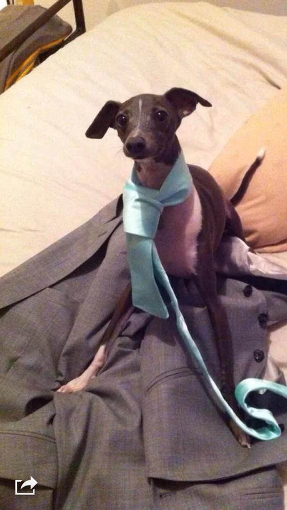 GreyhoundAlonso's tweet photo. The aftermath of a wedding... #wedding #dogsoftwitter #dogrescue #suit #tie #dressup #adopt #dogobsessed #cute #pets http://t.co/DL999DlV6c