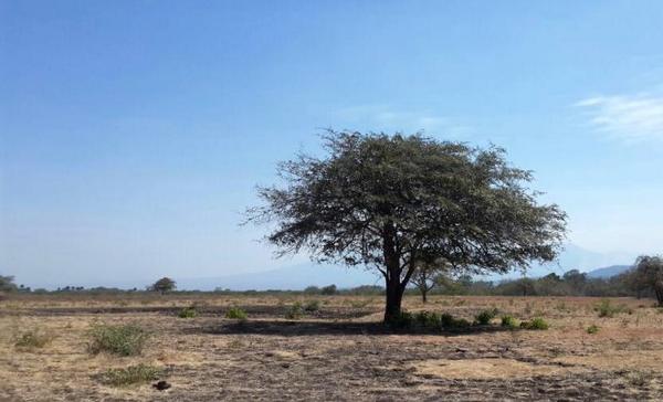 SpotBagus's tweet photo. Alone. Kawasan Baluran - Banyuwangi. View Afrika, cool. Fotografer: @cil_nawangsari #spotbagus #spotbanyuwangi http://t.co/SCgxLoveez