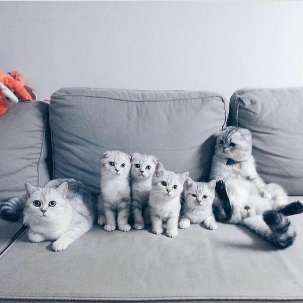 StumblerVideos's tweet image. Even cats have better family portraits than most of us