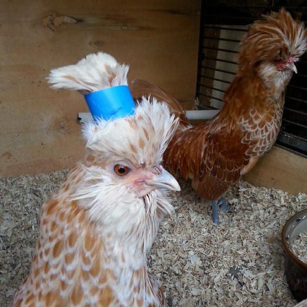 simonpickles's tweet image. #TOCP sporting a new look for Autumn #chickenhour #Poland