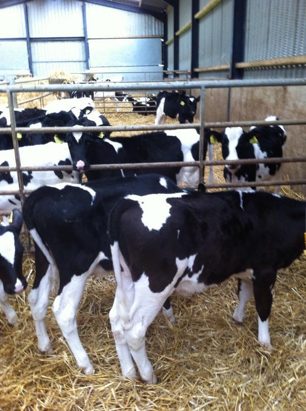 farmerhizzi's tweet photo. Pleased with how calfs are doing just now especially these 2. Averaged 0.95kg/DLWG. #TeamDairy http://t.co/4Ol0nEyirZ