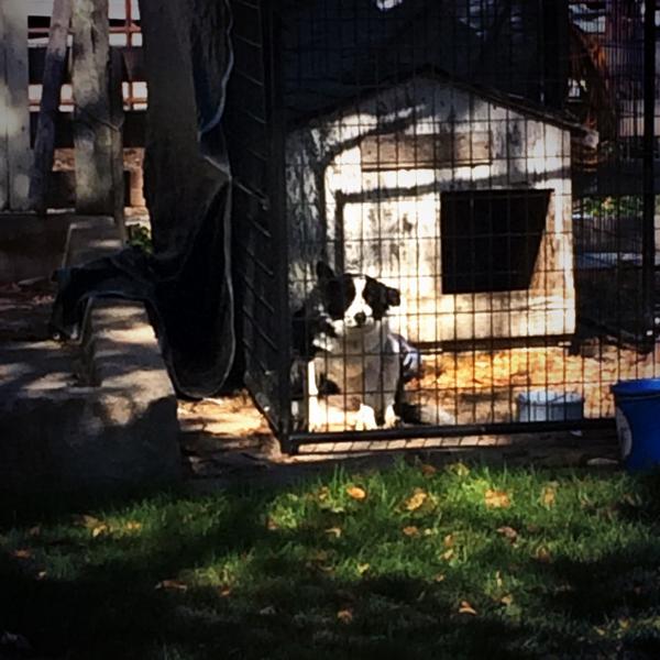 OhHeyDog's tweet photo. #heydog http://t.co/gTqbYhtycw
