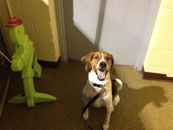 MichelleNeuman's tweet image. Happy dog @FurGetMeNotLLC training facility. So adorable. @ActionJackson #dogs #love #friendship #mybuddy #2many#tags