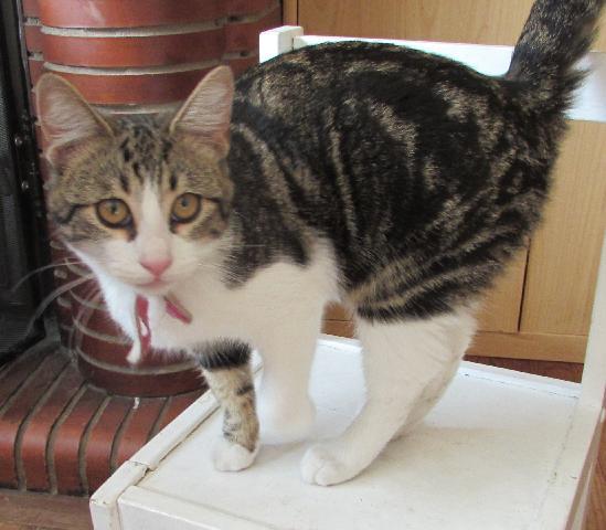 AlerteAnimaux's tweet image. #Trouvé: #Chat tigré gris/blanc à saint-paul-lès-dax (40) (européen) alerte-animaux-perdus.fr/trouve-chat-sa…