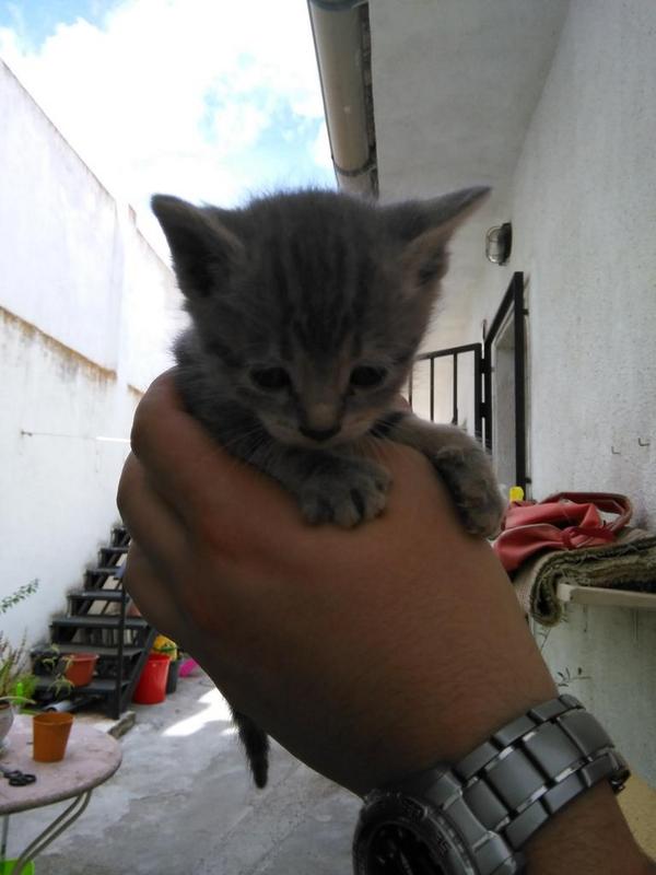 LorenaPardo23's tweet photo. Se regalan gatitos interesados contactar por privado. http://t.co/aXkGz6oGZG