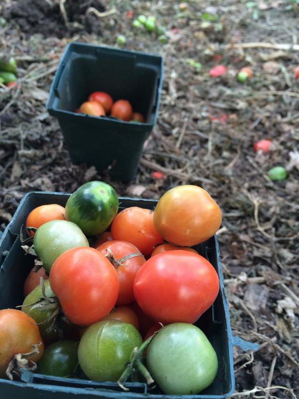 Cleanup time at the rooftop garden.