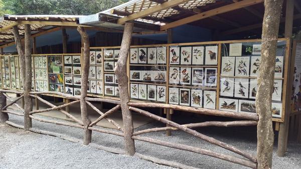 fundaecoguate's tweet photo. Estamos en la inauguración del #MuseoDeAves en el @ParqueCayala #ecotuiter@s @TutiFurlan http://t.co/lZiSaqKGoY