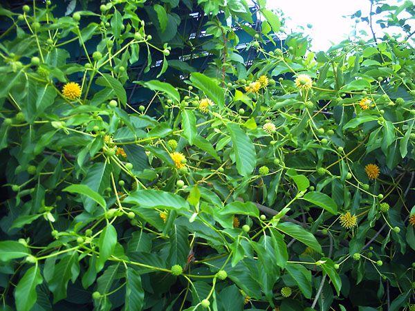 CrystalWind's tweet photo. Kratom Madness: How a Thai Tree Restarted Plant Prohibition #kratom #kratomleaves #kratomtree http://t.co/LS7oFajDso http://t.co/InYdd6LAc2