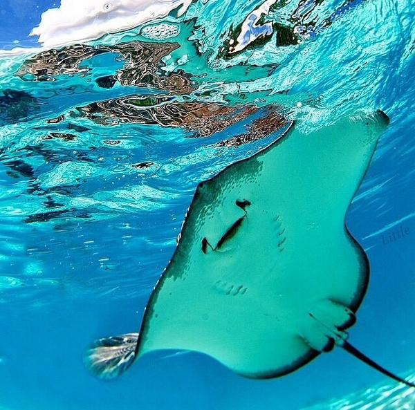 _Nature_Scenes's tweet image. Happy Stingray