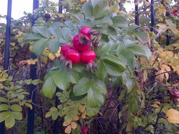 FatGrassDesign's tweet image. How hip is that?