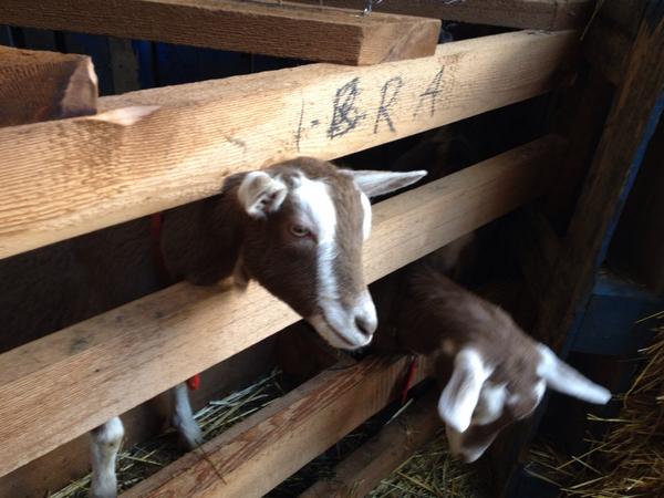 Cute little guys <a href="/coastalblack/">Coastal Black Winery</a> Pumpkin Fest