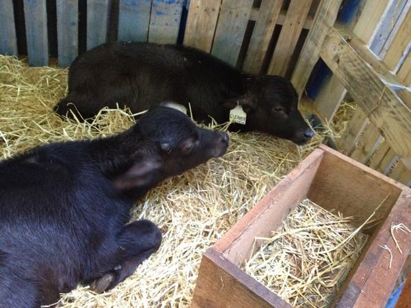 Baby water buffalo getting lots of ouhs and oohs <a href="/coastalblack/">Coastal Black Winery</a> Pumpkin Fest