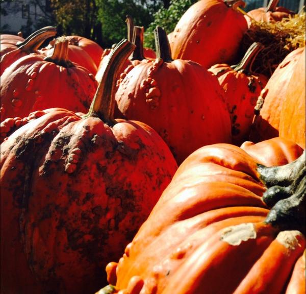 kerrisalki's tweet photo. Pumpkin patch on Henderson highway! #Winnipeg #thanksgiving http://t.co/Uw28PIPe9e