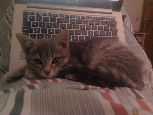 FloDauvister's tweet photo. Posing for the camera :3 http://t.co/qlNW36Qq5p