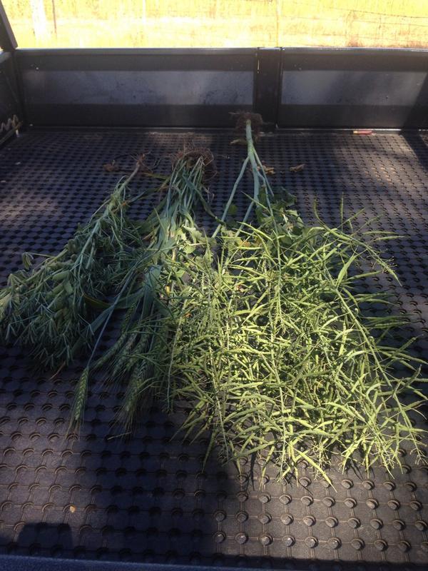 Scott McInnes tweet media