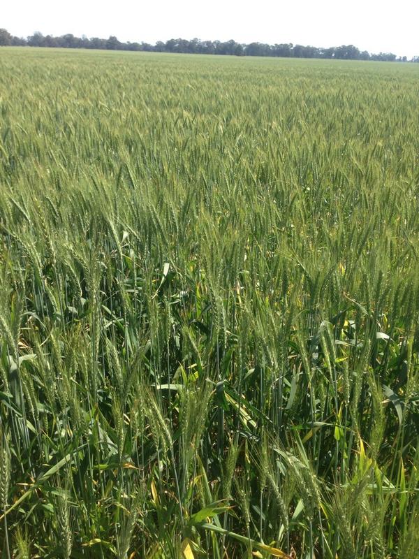 Scott McInnes tweet media