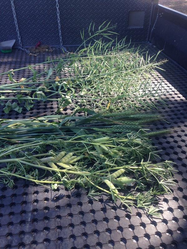 Scott McInnes tweet media