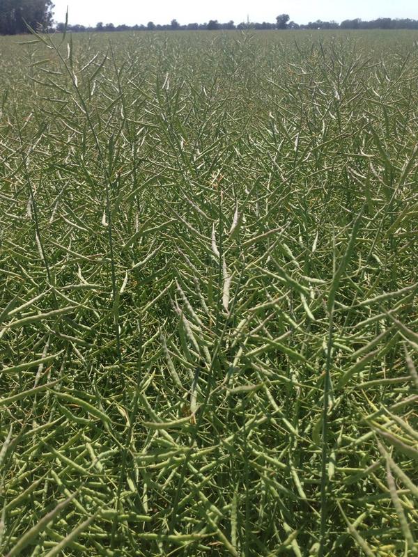 Scott McInnes tweet media