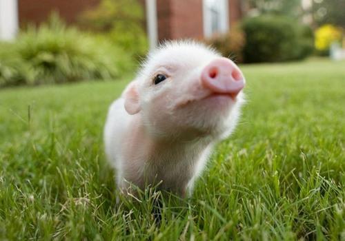 voldylands's tweet photo. En serio, no pido mucho, solo regálenme un minicerdito y seré bueno, va, un pequeñín como este. Porfaplis.. http://t.co/5Ydz1tJoOu