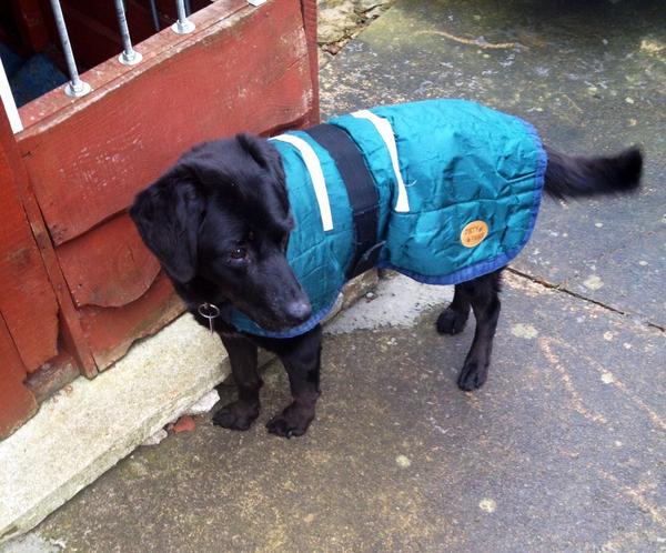RozzleGee's tweet photo. Doggy coat time of the year http://t.co/m6OROkyVWG