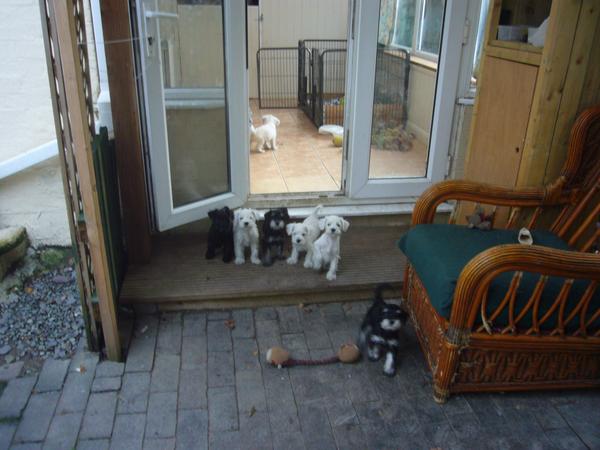 NotAPuppyFarm's tweet photo. To day Sunday Primrose's puppies 7 weeks old. http://t.co/Ji8uh1WofJ