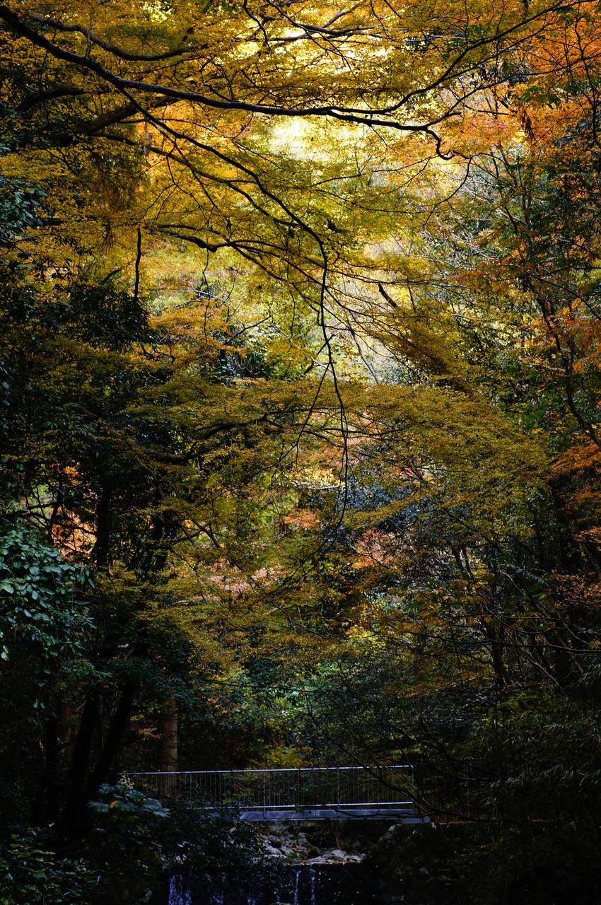 キク 紅葉 犬鳴山 写真好きな人と繋がりたい 写真撮ってる人と繋がりたい 犬鳴山 Http T Co Edh6wesknj Twitter