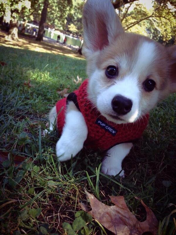 BbAnimalPics's tweet photo. Aww... http://t.co/iu3FoDNBIV
