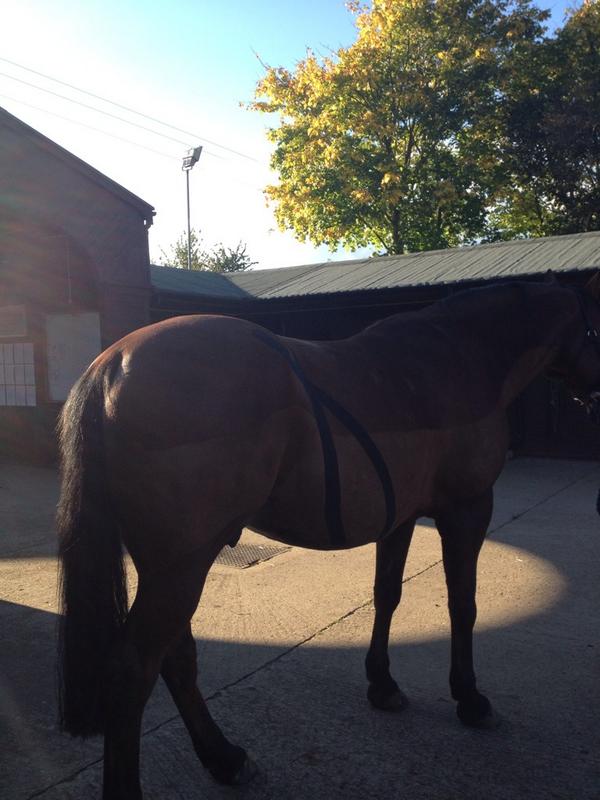 EquinityUK's tweet image. Great day yesterday Kinesio Taping- now off again to Wrritle College to complete day 2 of the course!