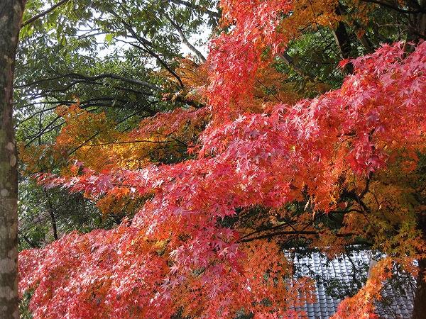 Japaneseculture's tweet photo. japanese hunt a red leaves
#japan
#japaneseculture https://t.co/WI6CUvbJje