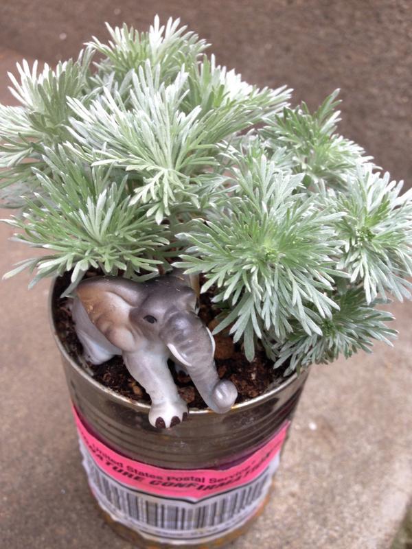 アサギリソウ 朝霧草 とは 花言葉などの特徴や育て方をご紹介 Botanica