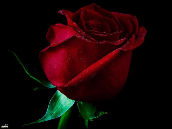 aahdcdcs's tweet photo. @sosoomar122 @AbassAltmeme9 @_boboanime @Aboarab_Moh @aHaneenalani @AhlamMostghanmi @AhmedSpider @AJArabic http://t.co/Z5mIfyuvFc