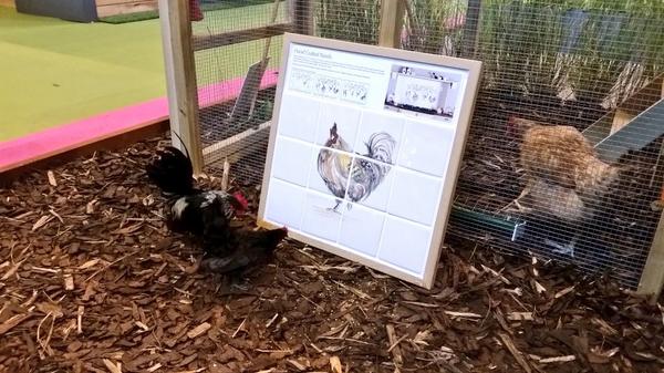 tileinspiration's tweet photo. Chickens with our handmade chicken tiles. Love these charities @poultrytalk @BHWTOfficial. Last day at @GDLive_UK http://t.co/LnOLOdFqZz