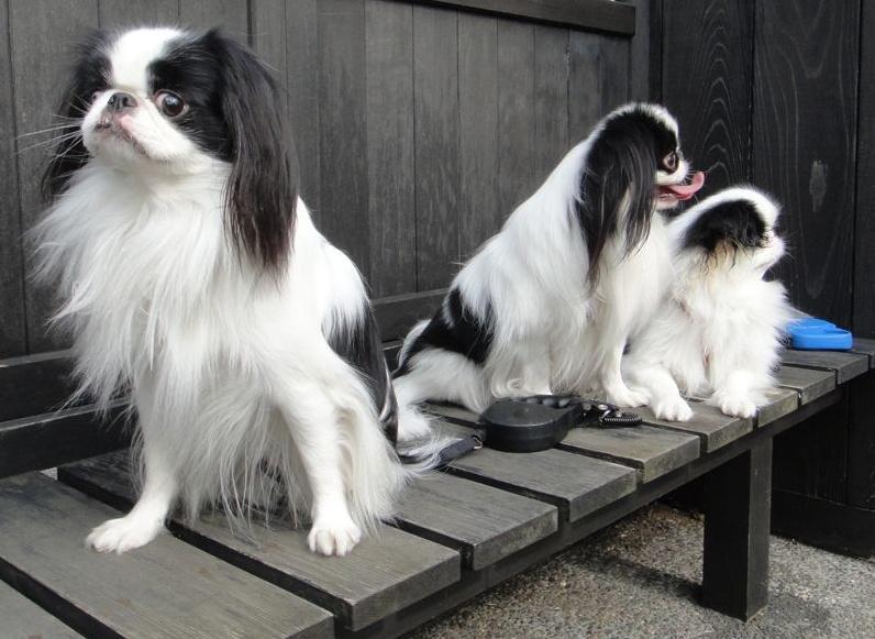 犬の雑学bot 江戸時代 上流階級に最も愛された犬種は狆 ちん T Co C2nhvqoxak 犬の雑学bot 江戸時代 上流階級に最も愛された犬種は狆 ちん T Co C2nhvqoxak