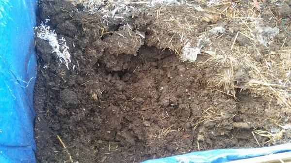 Time to empty compost bin 3 . This was manure , grass and chicken litter. Lovely stuff. Am dressing tilled beds .