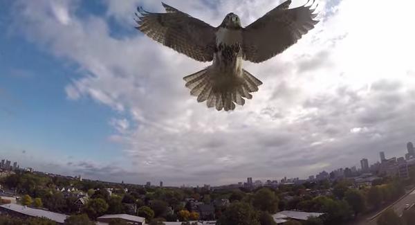 JOEdotie's tweet photo. Video: Hawk spots a drone in the sky, immediately gets into combat mode... http://t.co/9NgktZjuc0 http://t.co/waqEmyJusq