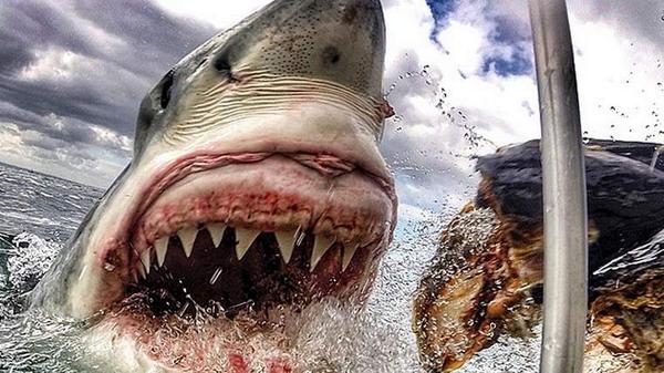 From earlier this week: The schoolteacher's shark photo that went viral news.sky.com/story/1350304/…